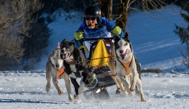 Informationen zum Schlittenhunderennen